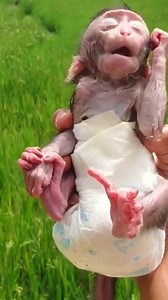 36K views · 551 reactions | Adorable baby monkey hungry milk殺 | Vlog Monkey | Facebook