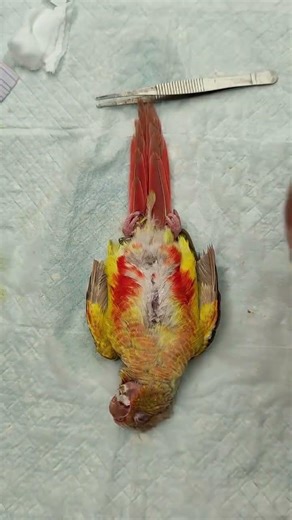Ultimate Guide to Parrot Specimen Preparation - Step-by-Step