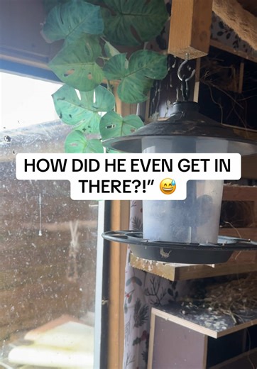 Clever Bengalese Finch in the Bird Feeder