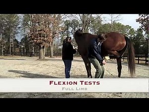 Woodside Equine Clinic: The Lameness Exam