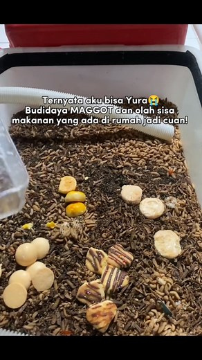 23K views · 103 reactions | Budidaya #maggot | Maggot BSF Pemalang | Facebook