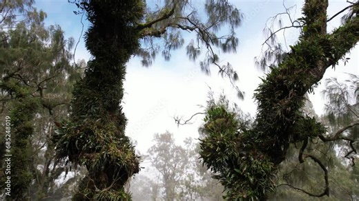 Trunks and branches of trees covered with moss and tropical epiphytes, camera glides through understory of tropical forest at Abang mountain. Tall pine trees grow at ridge, above cloud layer.