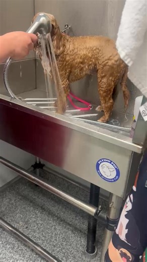 A nice drink while you’re showering just hits different. ❤️ | The Pet Grooming Studio