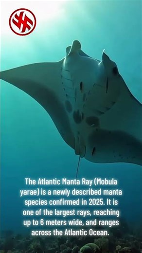 Atlantic Manta Ray (Mobula yarae)- Newly described species