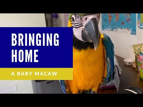 BRINGING HOME A BABY BLUE AND GOLD MACAW | SHELBY THE MACAW