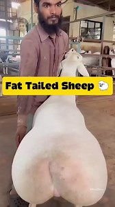 Fat Tailed Sheep 🐑 #animals #sheep | Mcniel Aganap Edoloverio