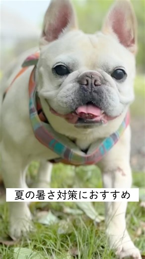 【犬の暑さ対策】夏のおでかけに神アイテム「アイスパック」知ってた？
