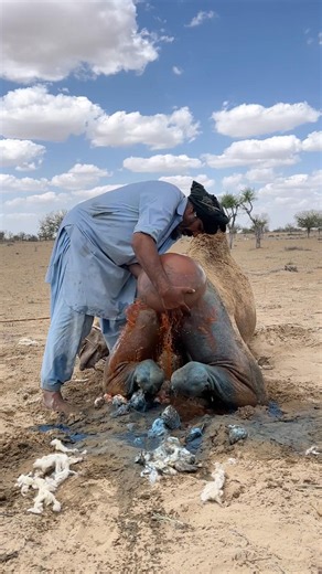 The blacksmith is struggling to free the pot stuck in the camel's tail. Formerly Zarif #camelbright