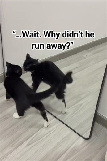 Cat vs Mirror: The Most Intense Fight Ever