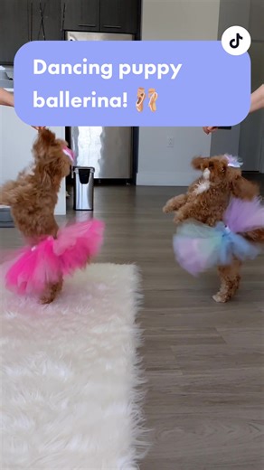 Adorable Dog Ballerina Dancing in Tutu and Hairbow