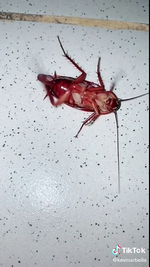 Cockroach Labor and Delivery