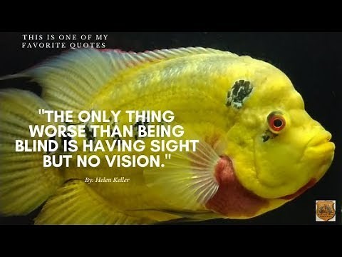 Fishlaw1 - Top 5. Most Powerful, Aggressive & Fearless: Amphilophus Cichlids with Attitudes