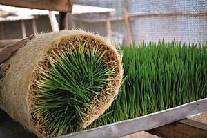 Fodder - Theron Horticulture