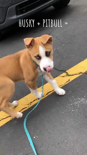 Definetely not what we expected but we love him so much! 😍😍😍 #dogs #funnydogs #husky #pitbull #pitsky #huskysoftiktok #cutedogs