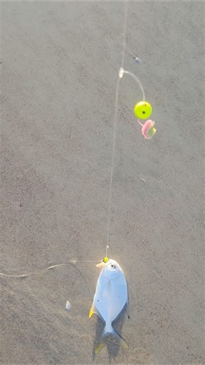 Baby Pompano on "The Stinger' rig. #surffishing #pompano #fishingflorida