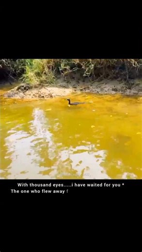 Eyes full of longing , love flew away 🪽