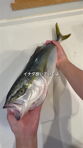 釣ったイナダ捌くよ🔪 魚ってさ 油で揚げると美味しいよね？？ いくらでも食べれそう😂 【イナダの竜田揚げ】 ▷材料 ・イナダ 2匹（小さめ） ・醤油 大さじ1.5 ・お酒 大さじ1 ・しょうが 1/2（すりおろし） ・片栗粉（最後に振りかける） ①イナダを一口サイズに切る ②袋に材料とイナダを入れる ③片栗粉を振りかける ④もみ込んで15分冷蔵庫へ ⑤油で揚げる 魚捌くのって難しいよね🤔 捌き方の検索しても色々な切り方あるし🔪 簡単な切り方あったら どんどんアドバイスお願いします🙏 揚げたてのイナダ美味しかった🤤 ビールに合う～🍻 ぜひ作ってみてね！！ #釣り #魚捌き #イナダ