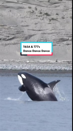 Orcas Dance Party: Unleashing the Joy of Killer Whales
