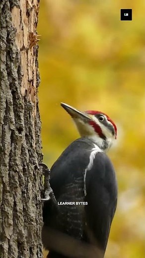 This Is Why Woodpeckers Knock on Trees Repeatedly #learnerbytes