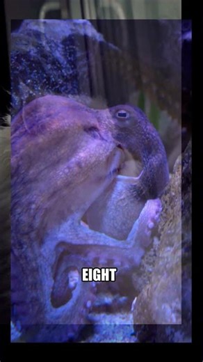 Dumbo octopuses have three hearts