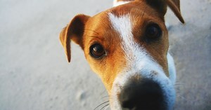 Here's Why Dogs Sniff Your Crotch When You're On Your Period