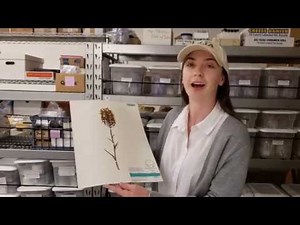 Meet the Species: Yellow Fringed Orchid