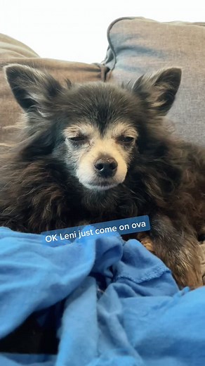 An a cappella laundry drama 🎶 #fyp #puppysongs #singingdogs #smalldog #sharingiscaring #acappella #puppers