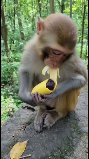 中身見た瞬間動き止まったね笑 #funnyshorts #animals #funny #funnyvideo #shortvideo #monkey #shorts