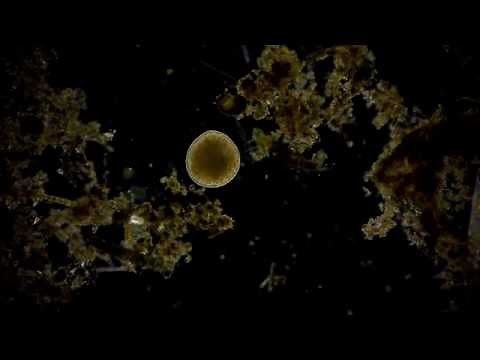 🔬 living under a dark field microscope #4 - smooth microcosmos in the puddle ralaxing sound Full HD