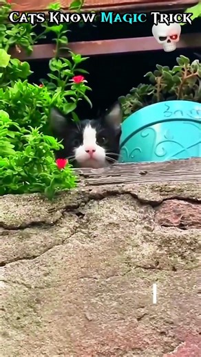 Most Impossible Cat Magic Tricks Ever Seen! 🙀🎩 #Shorts #meme #usa #cat #funny #cute