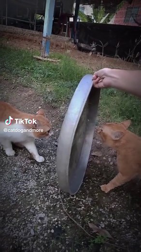 Cat Fight Sounds: Two Cats Arguing and Boxing | Cats Fighting Video
