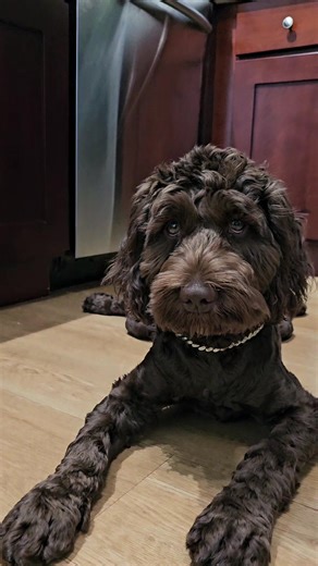 Favorite Colors of Dogs and Puppies