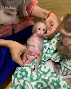 Smart baby monkey JODA helps mom take a bath and take baby to ask mom prepare milk drink than play happy . . . #jenniferlopez #alexandradaddario #AngelinaJolie #MeganFox #margotrobbie #chrisevans #ChristianBale #AnneHathway #ScarlettJohansson #elizabetholsen #JenniferLopez #JenniferAniston #JenniferLawrence #priyankachopra #KristenStewart #HaileeSteinfeld #wonderwoman #DC #mcu #MeganFox #kimkardashian #kendalljenner #monkeylove #monkeybaby #adorable #adorablemonkey #babyanimal #monkeysmart #reel