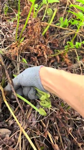 Title: Jiangxi's Fern Harvest: A Spring Adventure You Can't Miss