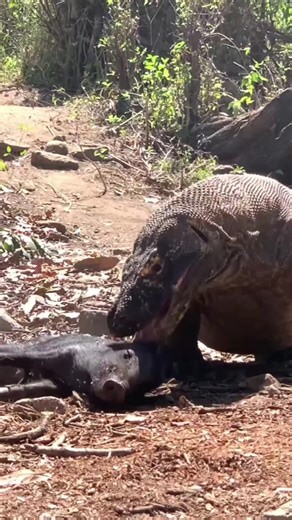 #komododragon #animals #wildanimals #animalworld #thegioidongvat