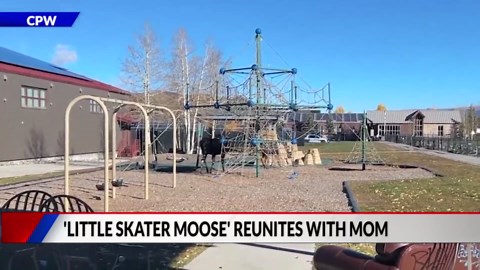 Mother and baby moose reunited after trapped in skate park bowl in Breckenridge