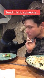 Cats turn frown upside down | Simon the backpacking Kitty