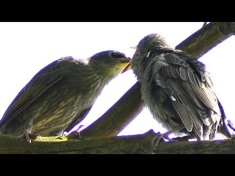 Starling bird feeding baby / young / fledgling | Call Sounds
