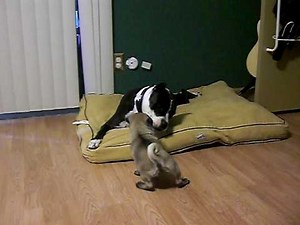 Pitbull and Pug fight to the death