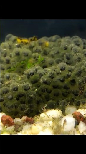Northern Leopard Frog - Egg Hatch Timelapse