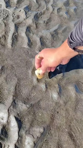 Found a Hidden Seashell in the Sand! 🐚🌊 #fishing #seashell #fyp #yt #viral #shorts