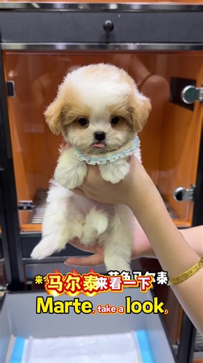 Discover the Adorable Maltese-Poodle Mix: Maltipoo