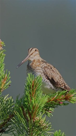 Wilson’s Snipe Sings from the Treetop 🎶 #wildlife #birdingparadise #birds #birdsong #nature