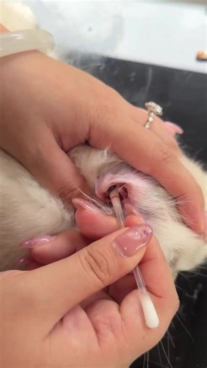Stop cleaning your cat’s ears with your hand or a tissue, it will be harmful to your cats, try this ear cleaning cotton swabs, it is over 892K people’s common choice on Amazon.#cathealth #catsoftiktok #catlovers #tiktokmademebuyit #catmom