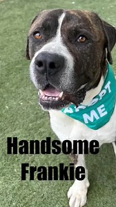 Gentle Giant Alert!!Meet Frankie #A5617389 a 4 year old, 114 pound St Bernard mix who arrived as a transfer. He’s a mellow fellow who walks nicely on leash and takes treats gently. He loves to just chill next to his person! Frankie is on extra feedings right now as he is underweight. Has the most soulful eyes❤️ He needs to be the only dog in the family. Come meet this gentle soul at Castaic Animal Care Center 31044 N Charlie Canyon Road Castaic CA 91384 Tel: 661-257-3191 Email: castaic@animalcar