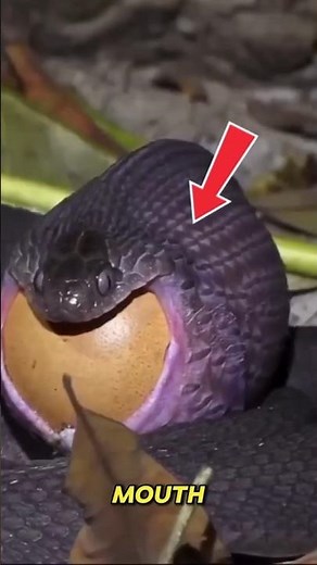 Egg-eating snake eats a giant egg. See how it eats it?