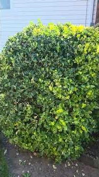 This is a special announcement live from the man cave will not be on streamyard.be on restream