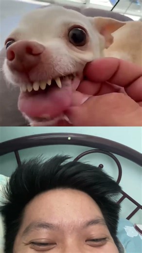 Try not to laugh 😂 #duet #comedyvideos #funny #funnyshorts #pets