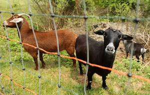 How to cut your property taxes in N.J.? Start a farm.