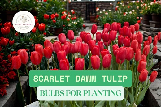 Scarlet Dawn Tulip Bulbs 10 Pack – Tulipa Flower Bulbs for Planting, Bright Red Spring Garden Flowers for Beds, Borders & Containers - Etsy